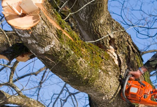 Træfældning og beskæring af træ fra kran
