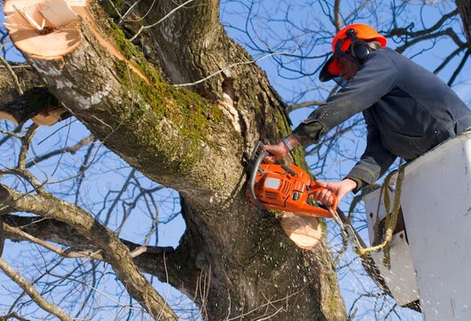 Træfældning og beskæring af træ fra kran